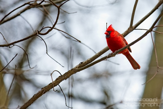 Northern_cardinal_birds_nature_Central_park_NYC_USA_Photography_001_Canon_EOS_5D_Mark_IV.JPG