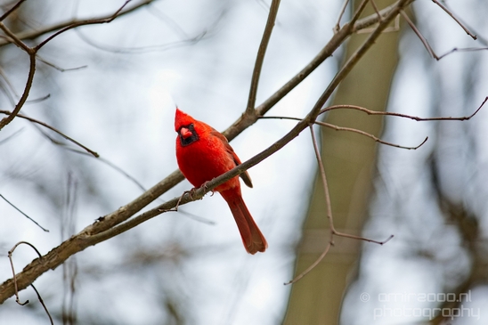 Northern_cardinal_birds_nature_Central_park_NYC_USA_Photography_002_Canon_EOS_5D_Mark_IV.JPG