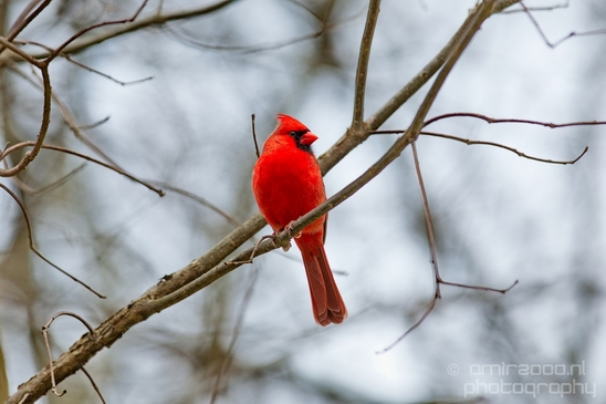 Northern_cardinal_birds_nature_Central_park_NYC_USA_Photography_003_Canon_EOS_5D_Mark_IV.JPG