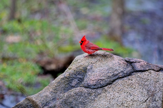 Northern_cardinal_birds_nature_Central_park_NYC_USA_Photography_004_Canon_EOS_5D_Mark_IV.JPG