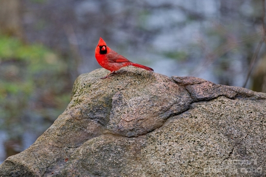 Northern_cardinal_birds_nature_Central_park_NYC_USA_Photography_005_Canon_EOS_5D_Mark_IV.JPG