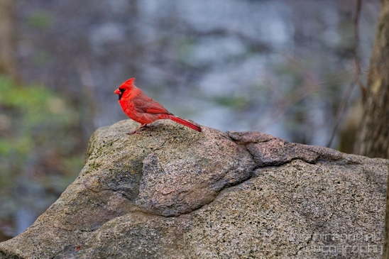 Northern_cardinal_birds_nature_Central_park_NYC_USA_Photography_006_Canon_EOS_5D_Mark_IV.JPG