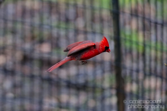 Northern_cardinal_birds_nature_Central_park_NYC_USA_Photography_007_Canon_EOS_5D_Mark_IV.JPG