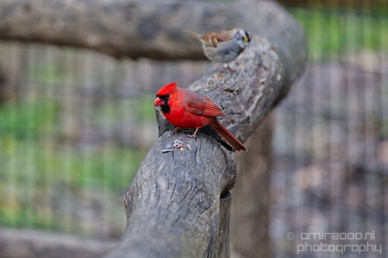 Northern_cardinal_birds_nature_Central_park_NYC_USA_Photography_008_Canon_EOS_5D_Mark_IV.JPG