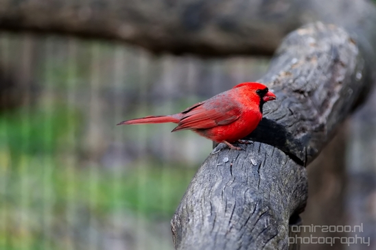 Northern_cardinal_birds_nature_Central_park_NYC_USA_Photography_009_Canon_EOS_5D_Mark_IV.JPG