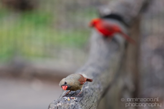 Northern_cardinal_birds_nature_Central_park_NYC_USA_Photography_010_Canon_EOS_5D_Mark_IV.JPG