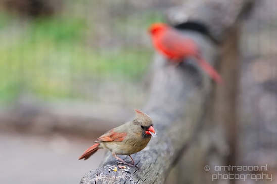 Northern_cardinal_birds_nature_Central_park_NYC_USA_Photography_011_Canon_EOS_5D_Mark_IV.JPG