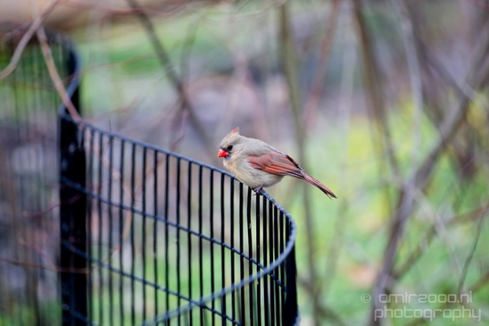 Northern_cardinal_birds_nature_Central_park_NYC_USA_Photography_012_Canon_EOS_5D_Mark_IV.JPG