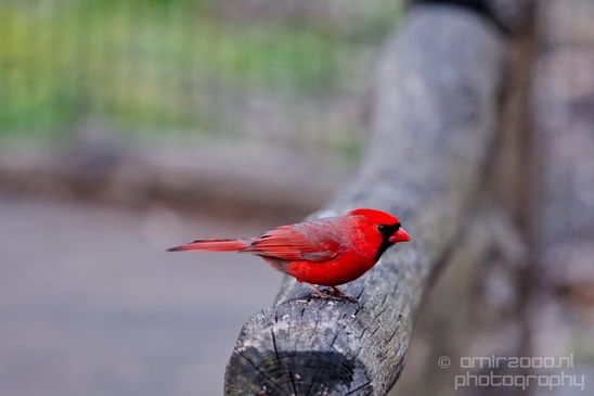 Northern_cardinal_birds_nature_Central_park_NYC_USA_Photography_013_Canon_EOS_5D_Mark_IV.JPG