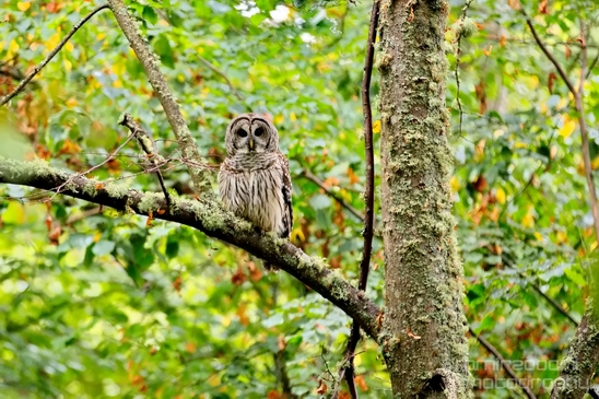 Owls_Des_Moines_Beach_Park_Seattle_Southside_Washington_state_nature_Usa_Photography_001_Canon_EOS_5D_Mark_IV.JPG