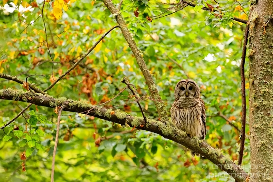 Owls_Des_Moines_Beach_Park_Seattle_Southside_Washington_state_nature_Usa_Photography_002_Canon_EOS_5D_Mark_IV.JPG