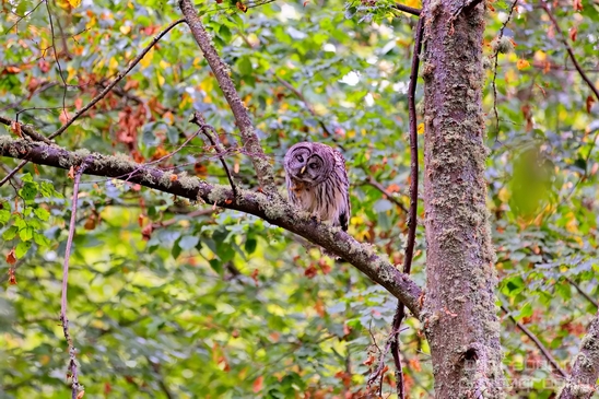 Owls_Des_Moines_Beach_Park_Seattle_Southside_Washington_state_nature_Usa_Photography_003_Canon_EOS_5D_Mark_IV.JPG