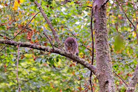Owls_Des_Moines_Beach_Park_Seattle_Southside_Washington_state_nature_Usa_Photography_004_Canon_EOS_5D_Mark_IV.JPG