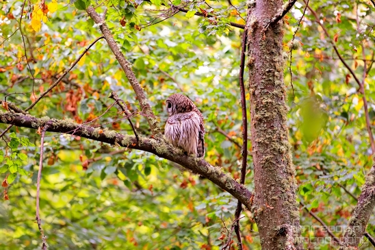 Owls_Des_Moines_Beach_Park_Seattle_Southside_Washington_state_nature_Usa_Photography_005_Canon_EOS_5D_Mark_IV.JPG
