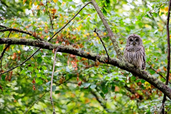 Owls_Des_Moines_Beach_Park_Seattle_Southside_Washington_state_nature_Usa_Photography_006_Canon_EOS_5D_Mark_IV.JPG