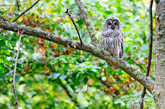Owls_Des_Moines_Beach_Park_Seattle_Southside_Washington_state_nature_Usa_Photography_007_Canon_EOS_5D_Mark_IV.JPG