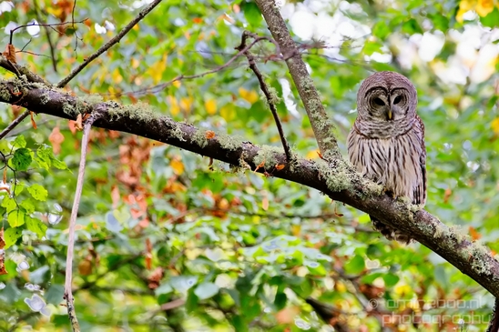 Owls_Des_Moines_Beach_Park_Seattle_Southside_Washington_state_nature_Usa_Photography_009_Canon_EOS_5D_Mark_IV.JPG