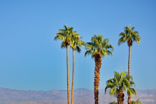 Palm_Springs_California_landscape_nature_fall_autumn_Usa_Photography_006_Canon_EOS_5D_Mark_IV.JPG