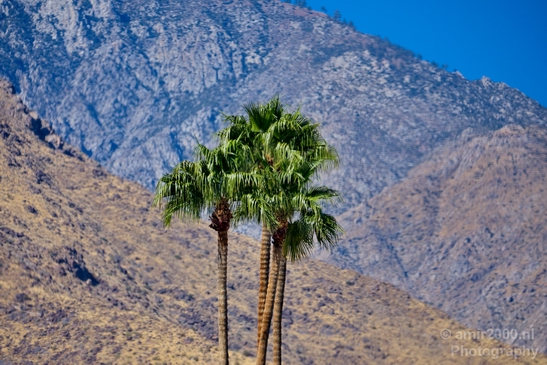 Palm_Springs_California_landscape_nature_fall_autumn_Usa_Photography_008_Canon_EOS_5D_Mark_IV.JPG
