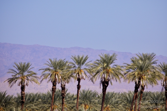 Palm_Springs_California_landscape_nature_fall_autumn_Usa_Photography_033_Canon_EOS_5D_Mark_IV.JPG