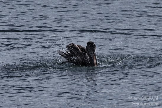 Pelican_California_usa_Nature_Photography_001_Canon_EOS_7D.JPG