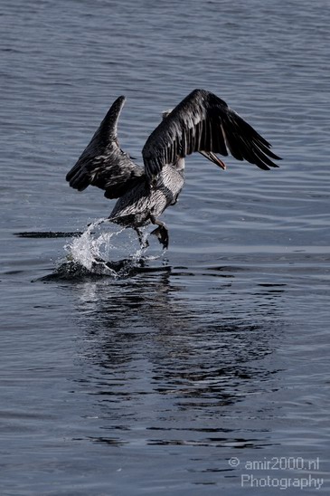 Pelican_California_usa_Nature_Photography_003_Canon_EOS_7D.JPG