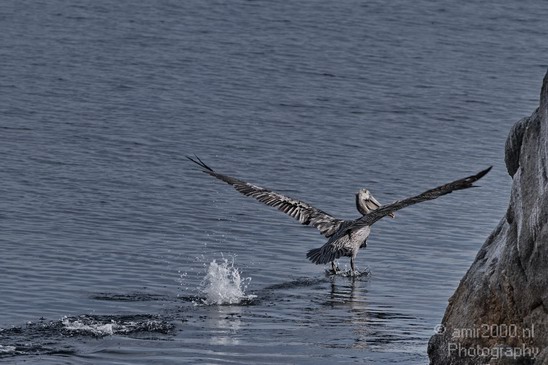 Pelican_California_usa_Nature_Photography_004_Canon_EOS_7D.JPG