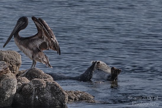 Pelican_California_usa_Nature_Photography_005_Canon_EOS_7D.JPG