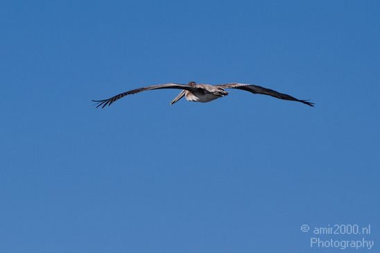 Pelican_California_usa_Nature_Photography_008_Canon_EOS_7D.JPG