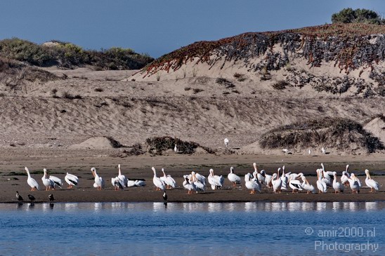 Pelican_California_usa_Nature_Photography_009_Canon_EOS_7D.JPG