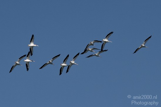 Pelican_California_usa_Nature_Photography_011_Canon_EOS_7D.JPG