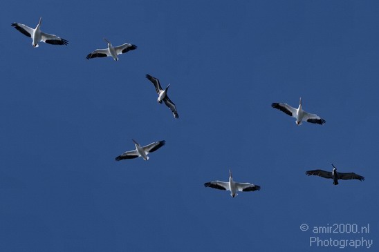 Pelican_California_usa_Nature_Photography_020_Canon_EOS_7D.JPG