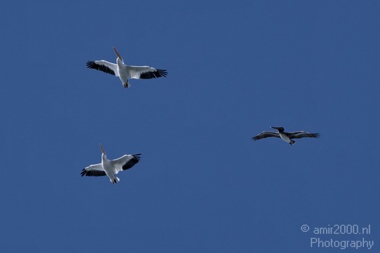 Pelican_California_usa_Nature_Photography_021_Canon_EOS_7D.JPG