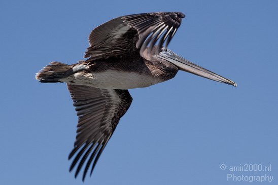 Pelican_California_usa_Nature_Photography_022_Canon_EOS_7D.JPG