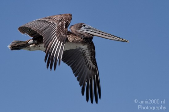Pelican_California_usa_Nature_Photography_023_Canon_EOS_7D.JPG