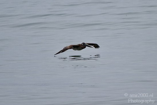 Pelican_California_usa_Nature_Photography_028_Canon_EOS_7D.JPG