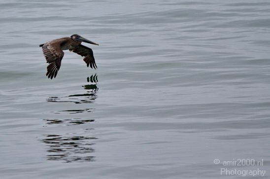 Pelican_California_usa_Nature_Photography_029_Canon_EOS_7D.JPG