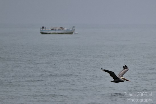 Pelican_California_usa_Nature_Photography_033_Canon_EOS_7D.JPG