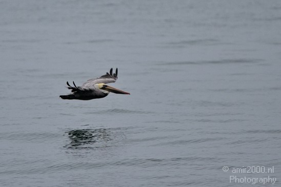 Pelican_California_usa_Nature_Photography_034_Canon_EOS_7D.JPG