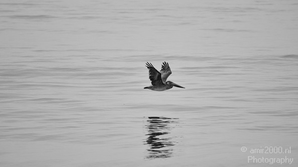 Pelican_California_usa_Nature_Photography_038_Canon_EOS_7D.JPG