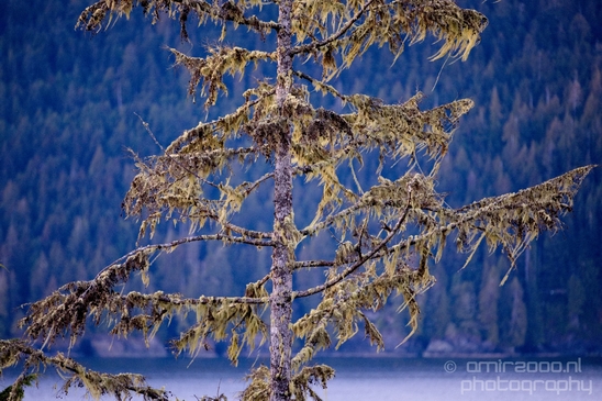 Port_Renfrew_nature_landscape_British_Columbia_Canada_Usa_Photography_019_Canon_EOS_5D_Mark_IV.JPG