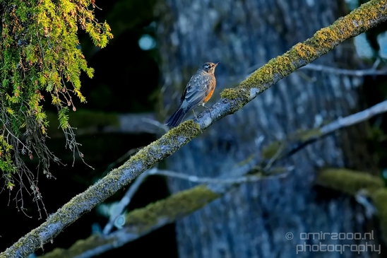 Port_Renfrew_nature_landscape_British_Columbia_Canada_Usa_Photography_052_Canon_EOS_5D_Mark_IV.JPG