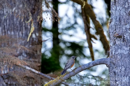 Port_Renfrew_nature_landscape_British_Columbia_Canada_Usa_Photography_053_Canon_EOS_5D_Mark_IV.JPG