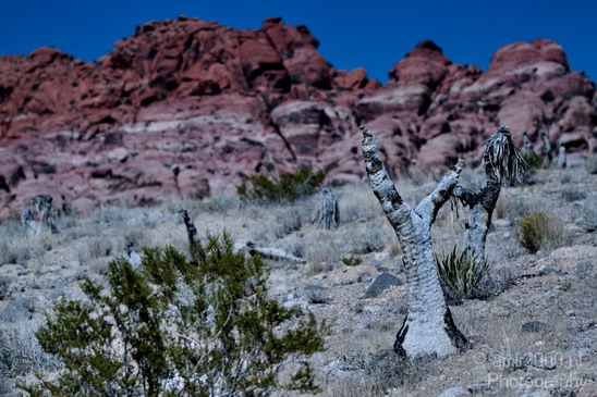 Red_Rock_Canyon_Nevada_USA_Nature_Photography_007_Canon_EOS_7D.JPG