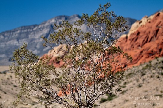 Red_Rock_Canyon_Nevada_USA_Nature_Photography_016_Canon_EOS_7D.JPG
