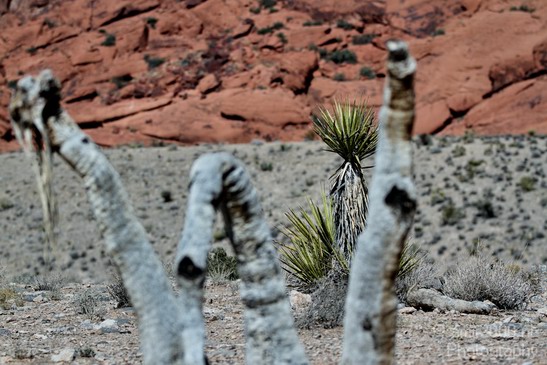 Red_Rock_Canyon_Nevada_USA_Nature_Photography_020_Canon_EOS_7D.JPG