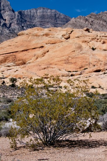 Red_Rock_Canyon_Nevada_USA_Nature_Photography_032_Canon_EOS_7D.JPG
