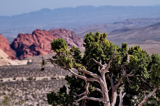 Red_Rock_Canyon_Nevada_USA_Nature_Photography_044_Canon_EOS_7D.JPG
