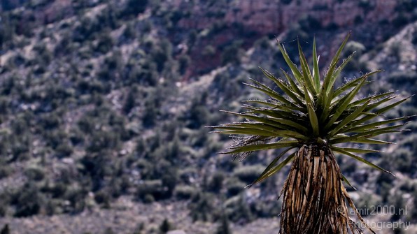 Red_Rock_Canyon_Nevada_USA_Nature_Photography_052_Canon_EOS_7D.JPG