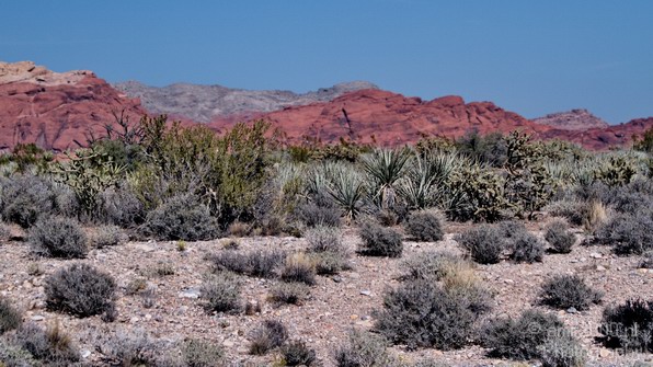 Red_Rock_Canyon_Nevada_USA_Nature_Photography_057_Canon_EOS_7D.JPG